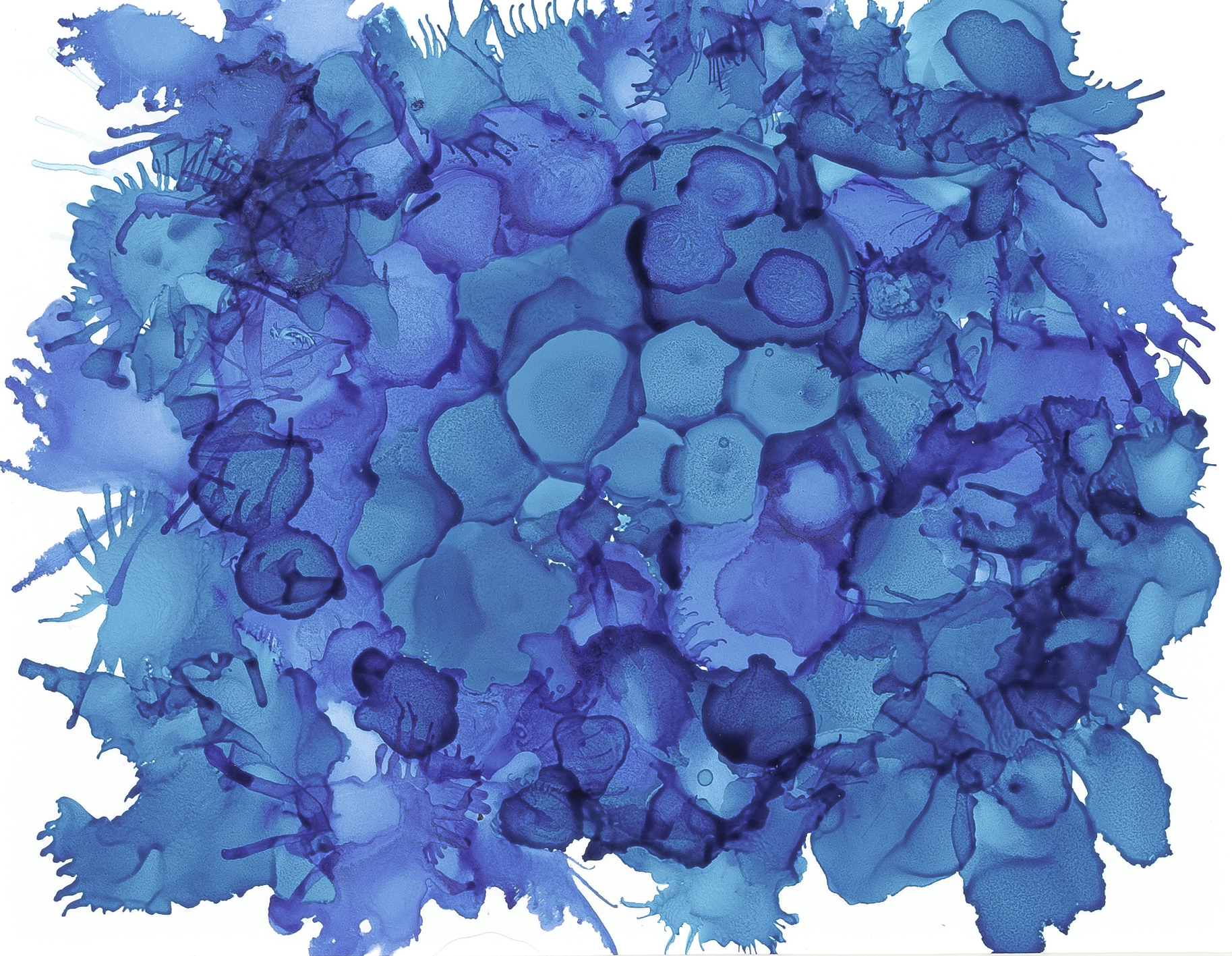 Hydrangea study in cyan