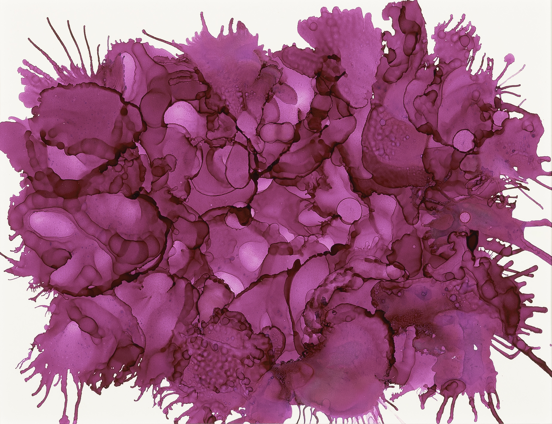 Hydrangea study in magenta